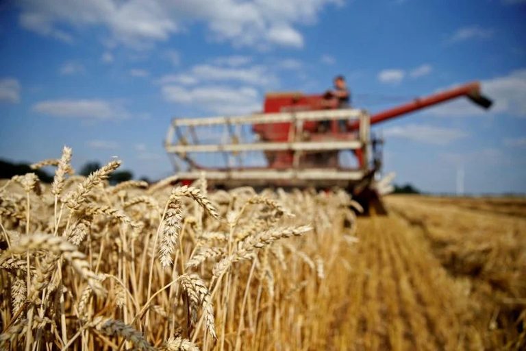 Урожай 2022: в Казахстане убрано порядка 86% площади зерновых