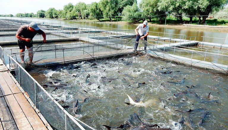 Для развития рыбоводства расширяются меры господдержки